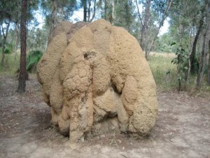 termite-mound-forest